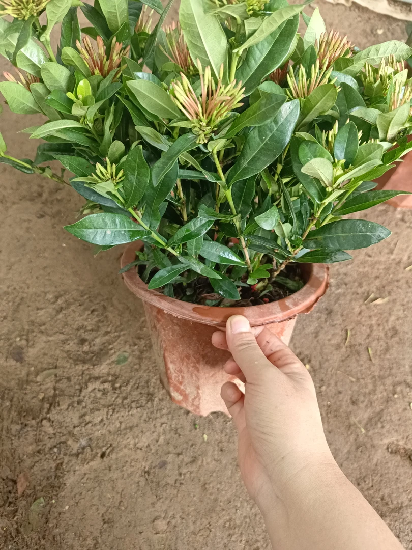 【带花苞】龙船花盆栽大红绣球龙船花绣球花四季开花盆栽庭院阳台