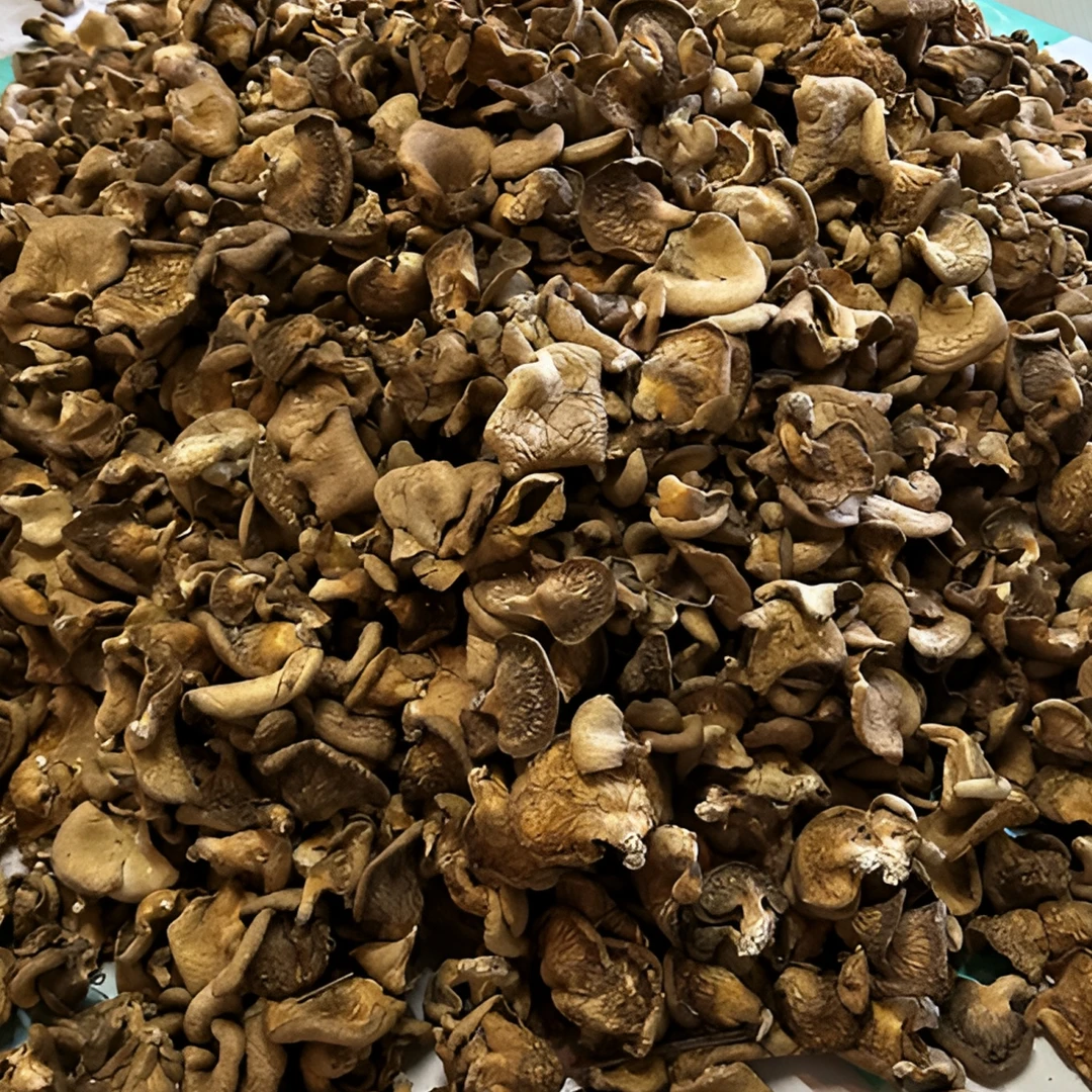 长白山冻蘑新货干货 东北特产 炖小鸡炖排骨吸汤汁嘎嘎香