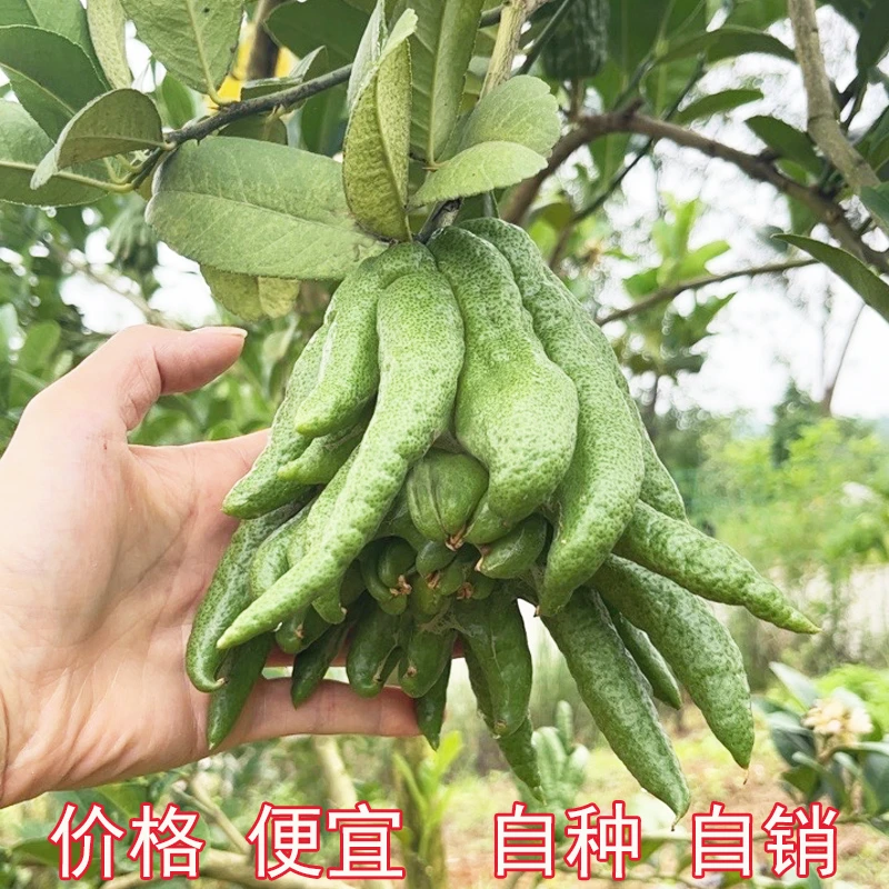 观赏佛手花卉新鲜佛手水培水养闻香清供把玩摆件熏香送礼金佛手