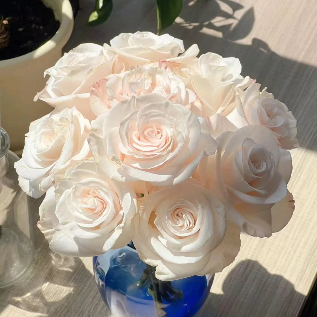 【任选两单包邮】辛西娅20枝  路损20%以内不售后