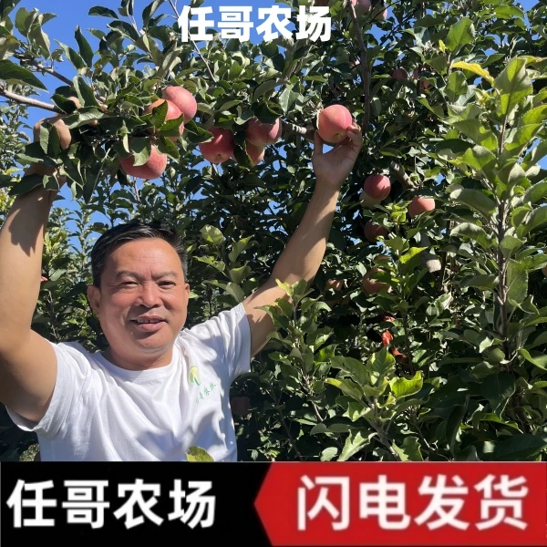 2024任哥农场 新鲜采摘 富士苹果 口感酸甜 个个脆甜多汁