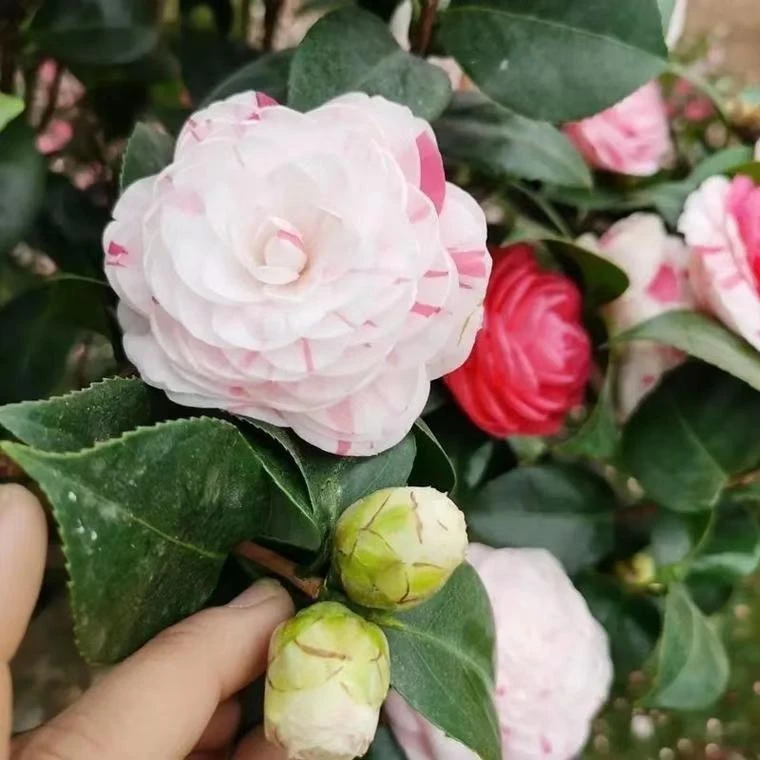 【白底十八学士】珍品山茶花盆栽大红花带花苞室内盆栽花庭院茶花