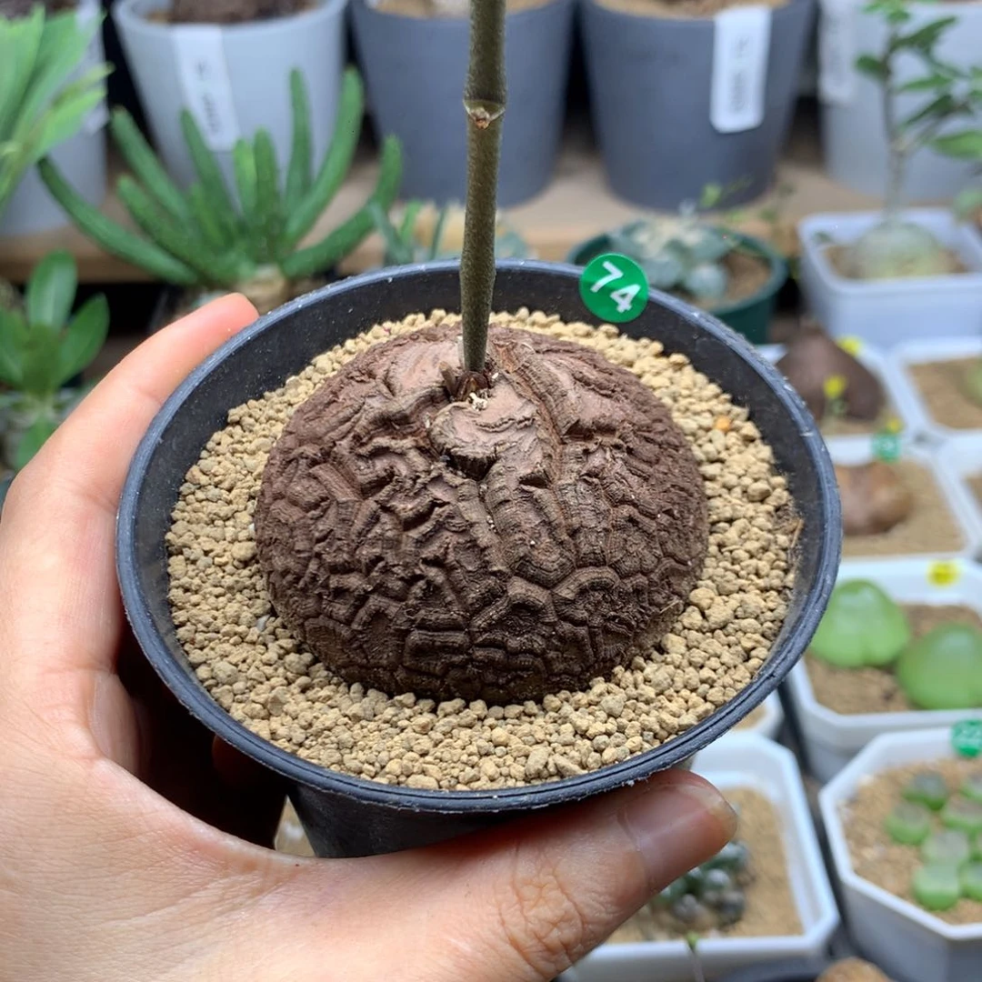 南非龟甲龙带盆5.8cm