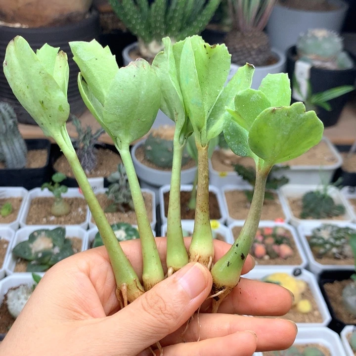 1cm安哥拉葡萄瓮1颗多肉