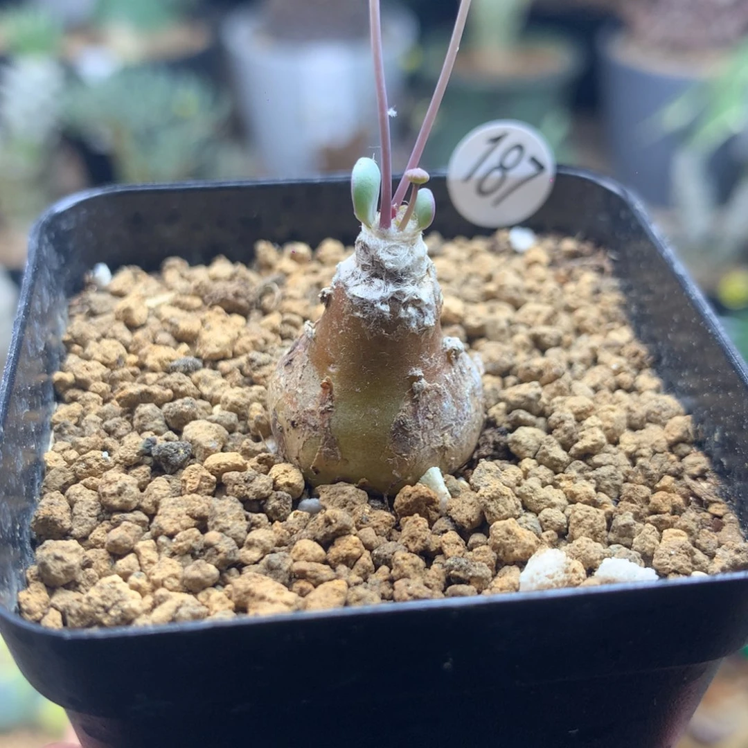 派马厚敦菊母本多肉带盆