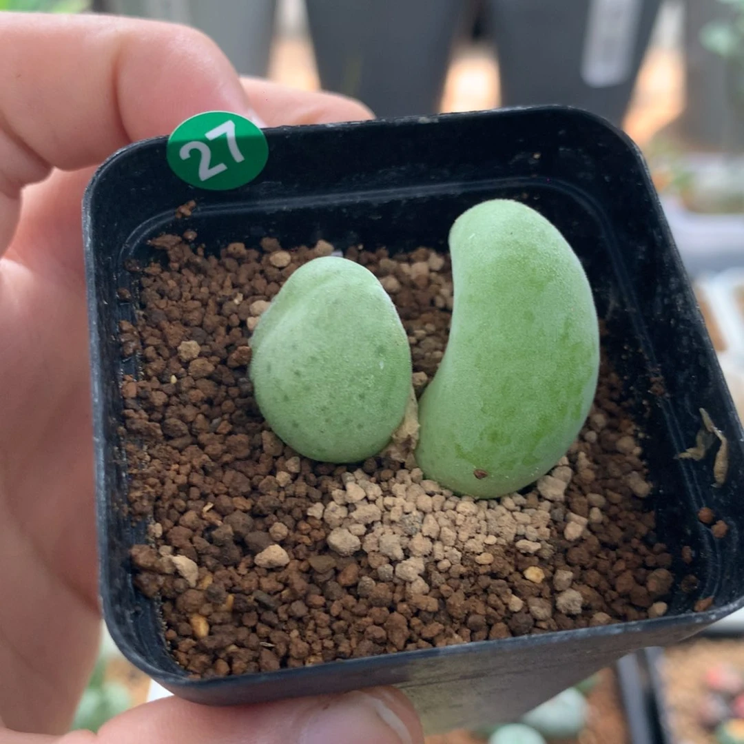 双头宝辉玉多肉