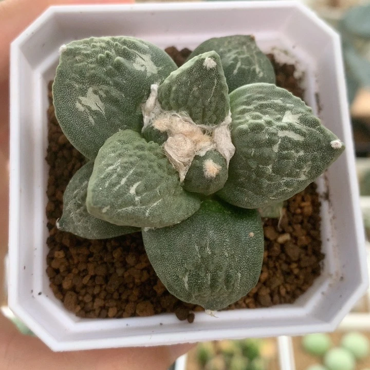 苗接落地怒涛牡丹多肉