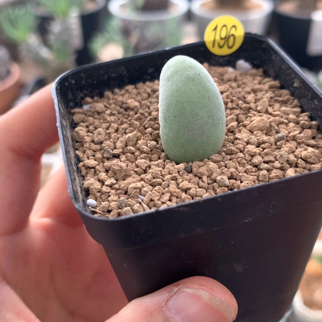 肉锥宝辉玉脱土多肉