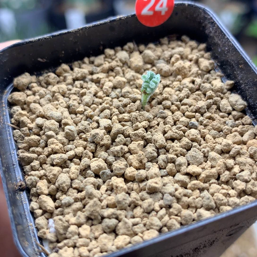 冰晶海带雾冰玉带盆