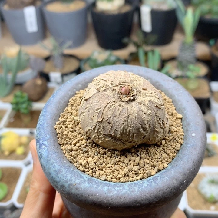 3.7cm左右玫瑰大戟（已苏醒