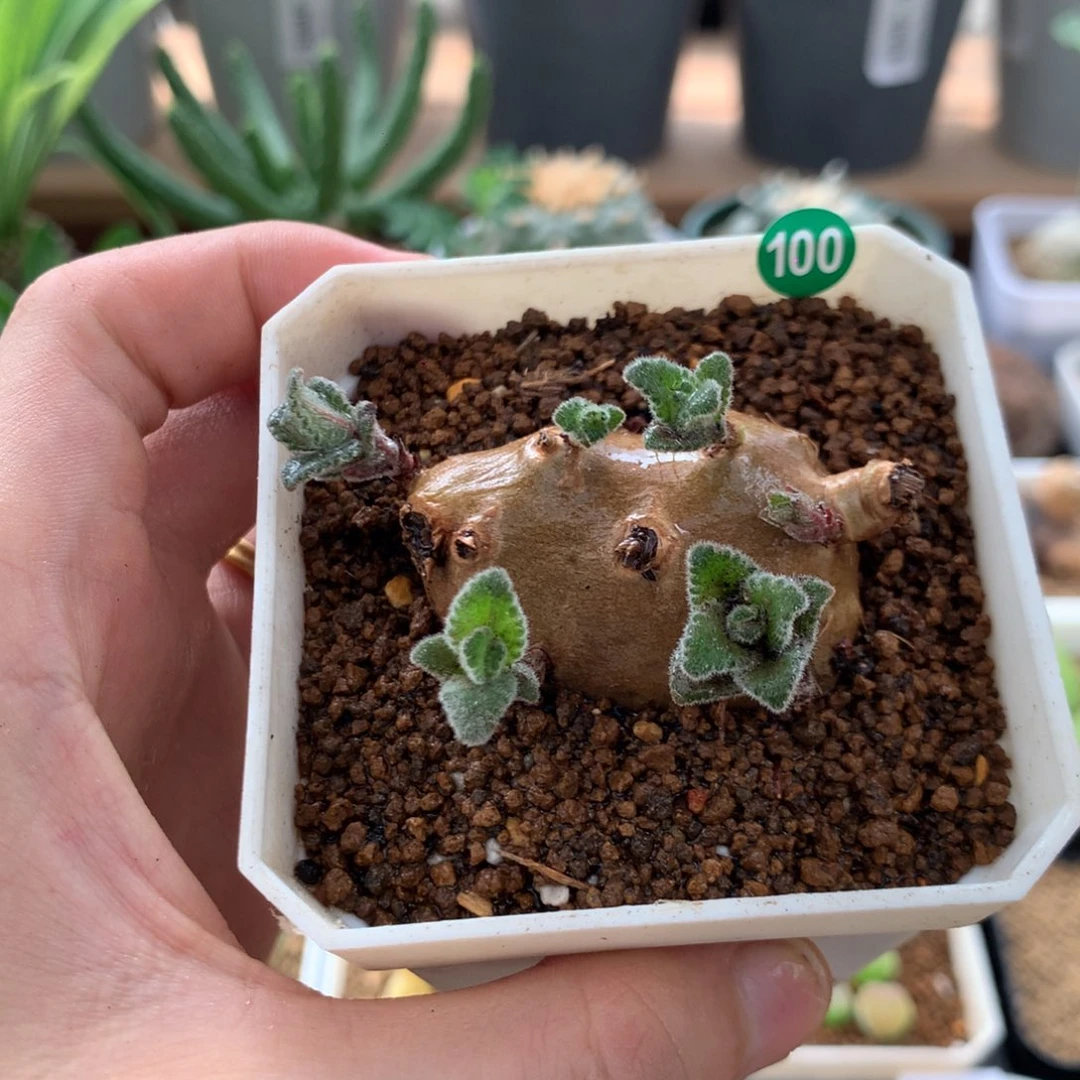 白花断崖女王4cm多肉