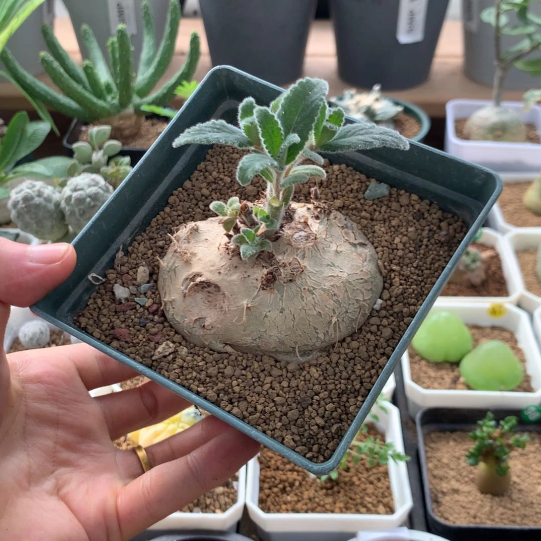 白花断崖女王带盆
