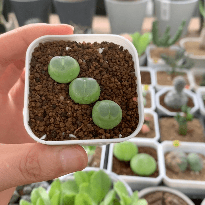 日系拉登3颗1.4cm多肉