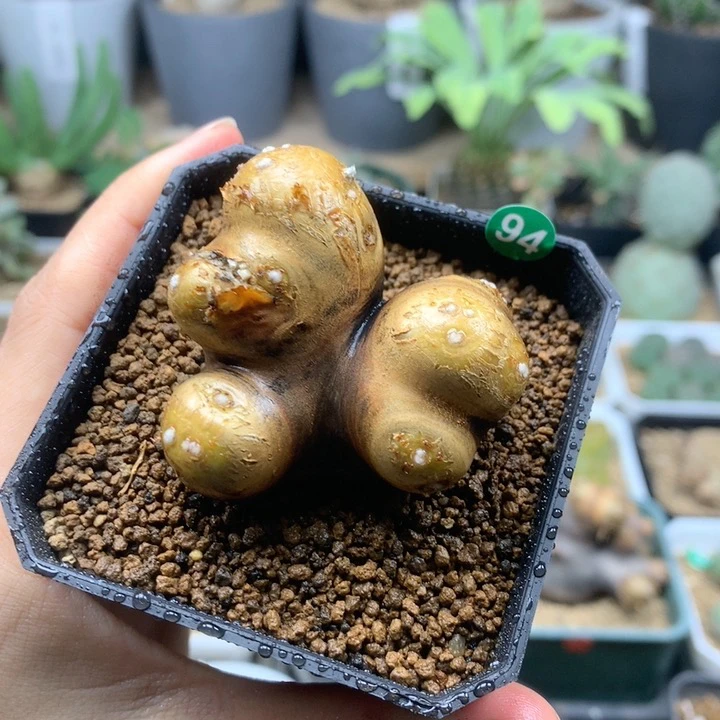 格加厚敦菊母本带盆发货