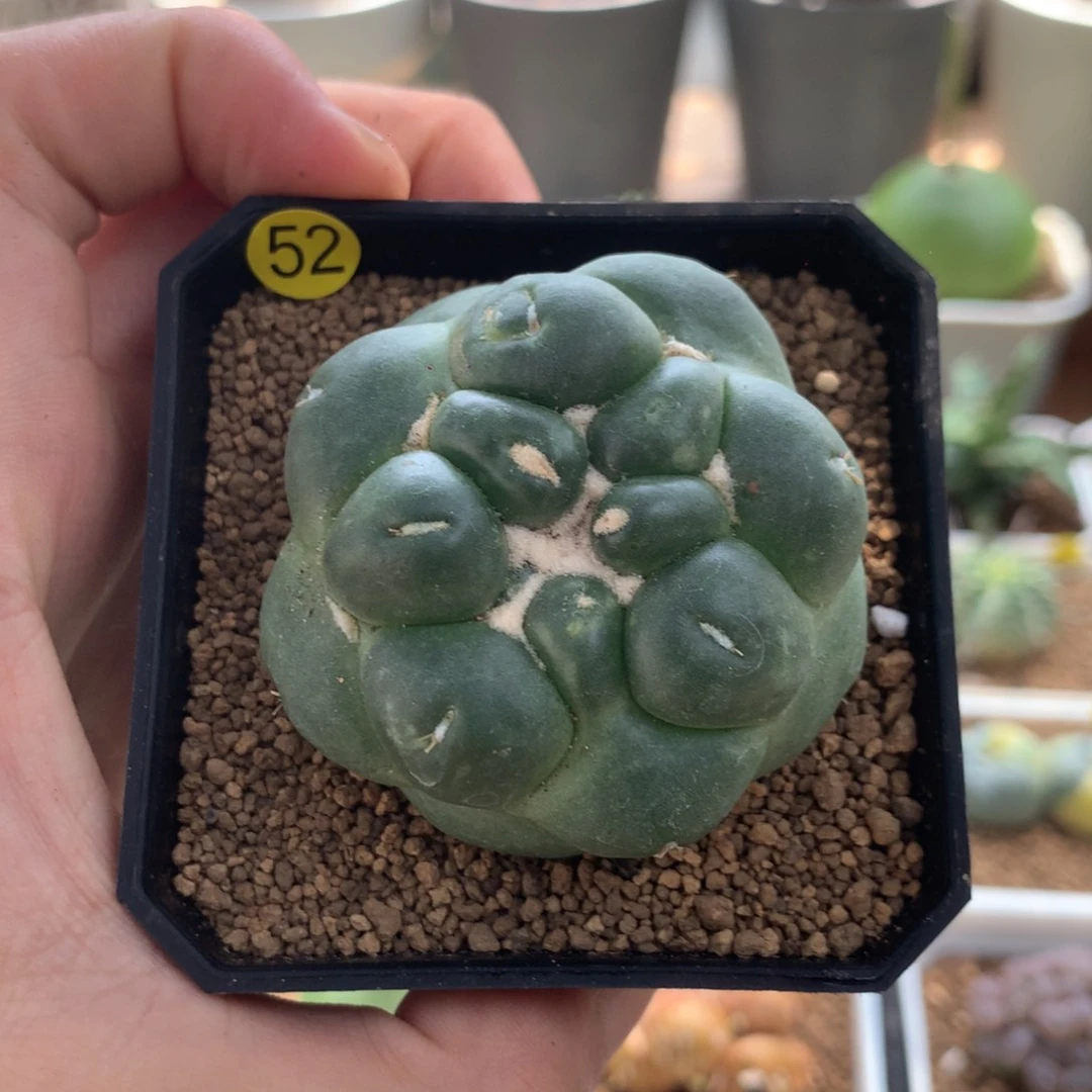 无刺象牙蜘蛛眼多肉