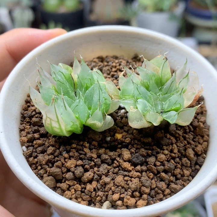 冰橙全窗子弹头变异十二卷多肉