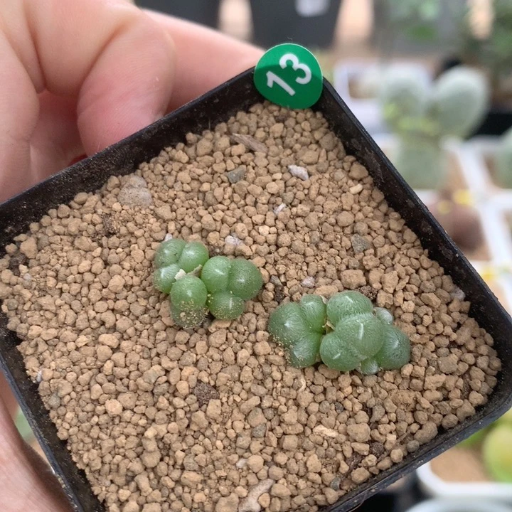 肉锥斯蒂芬妮毛球2颗