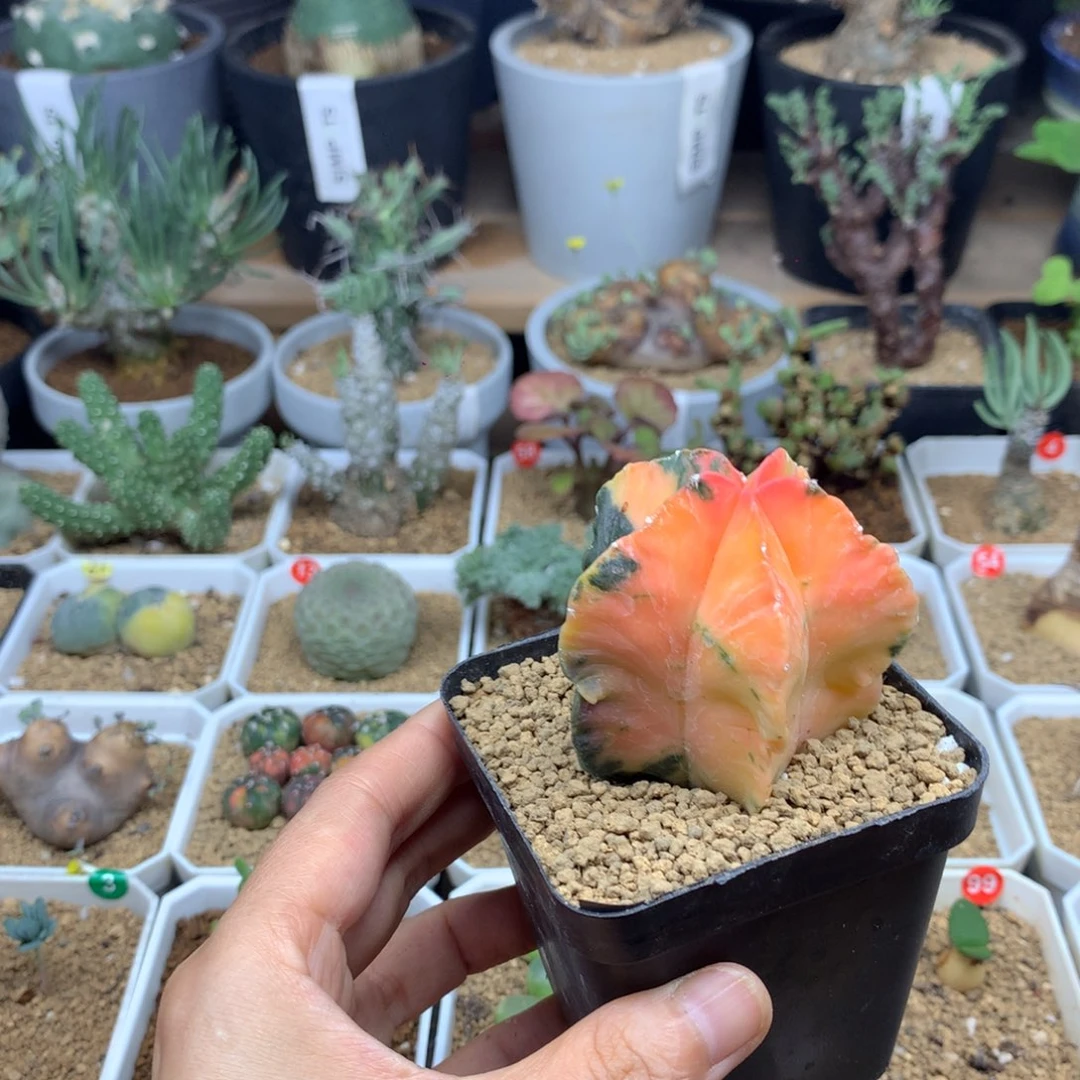 实生鸾凤玉锦仙人球5cm带盆