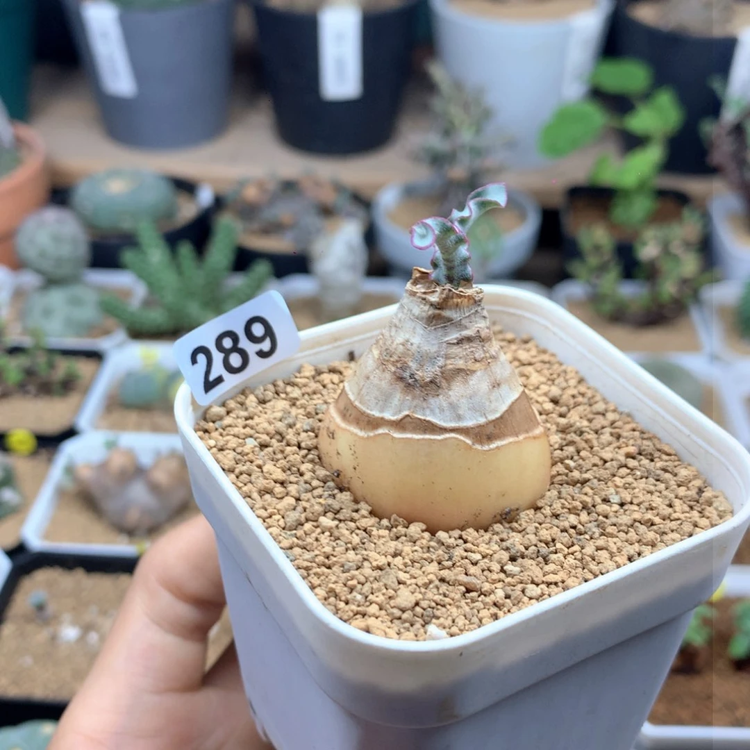 波叶血莲多肉植物3.2