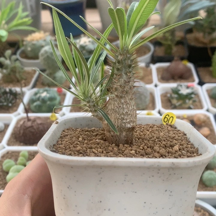 园艺象芽宫群生带盆发货