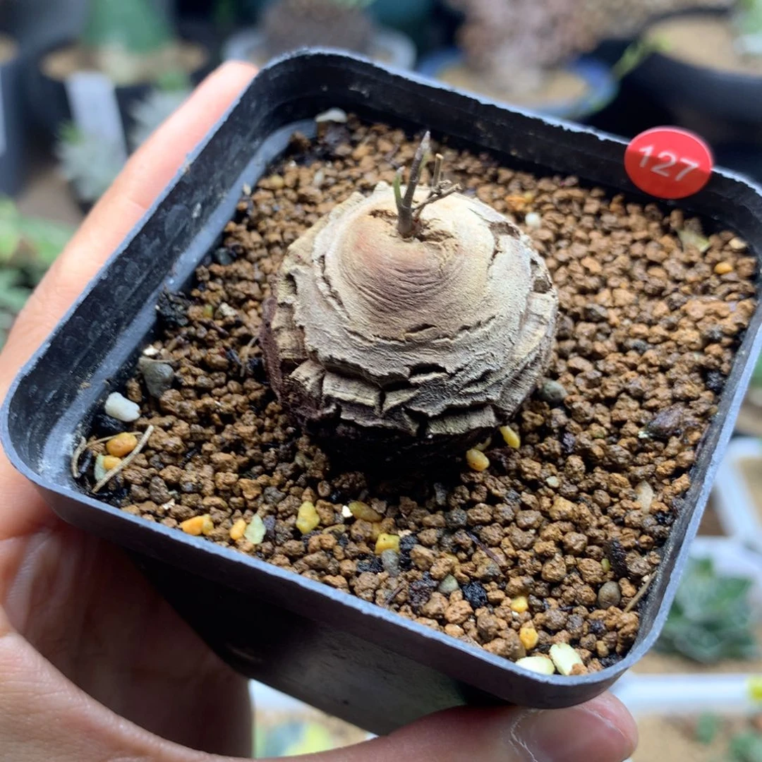 南非龟甲龙带盆发货3.2cm