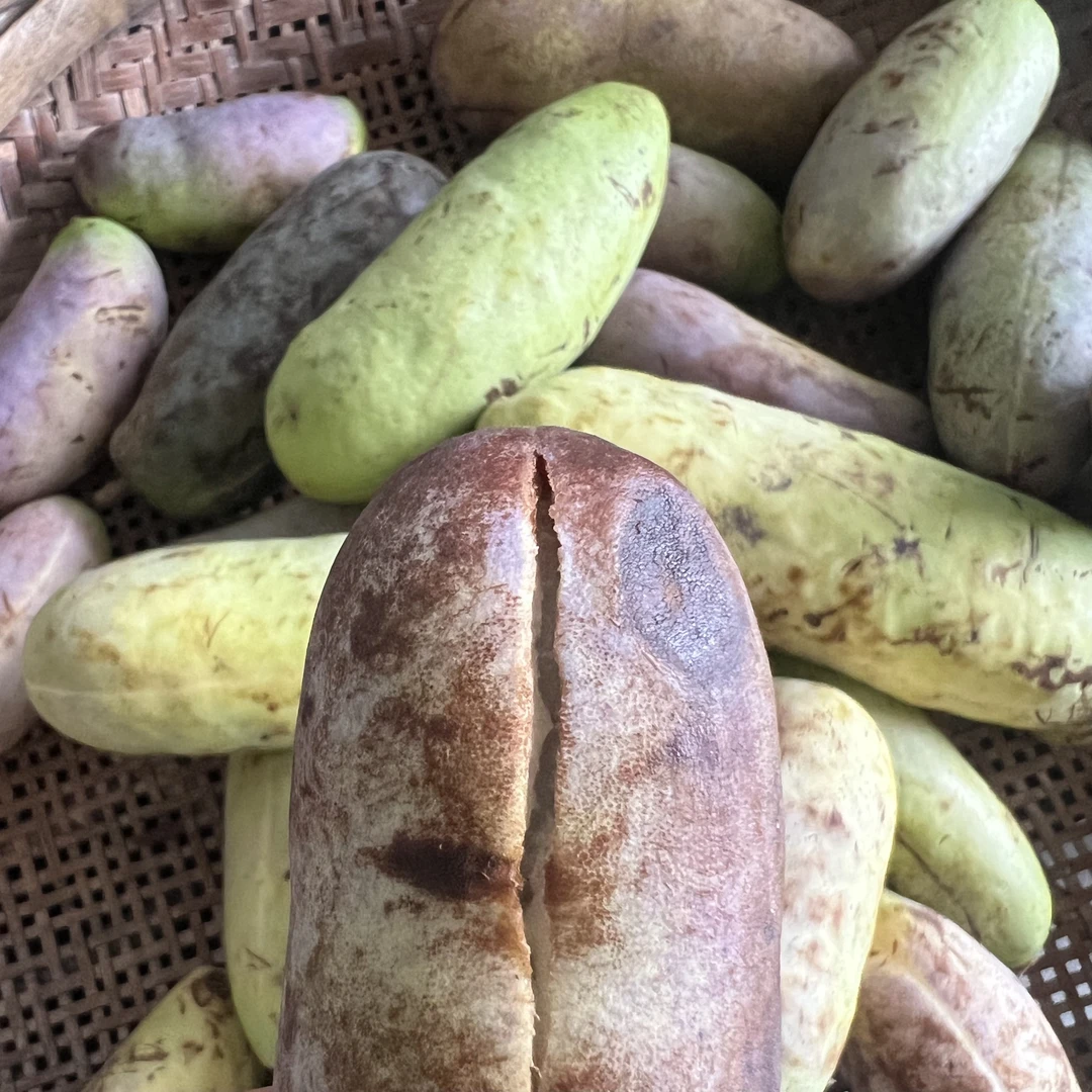 八月瓜九月乍腰子果