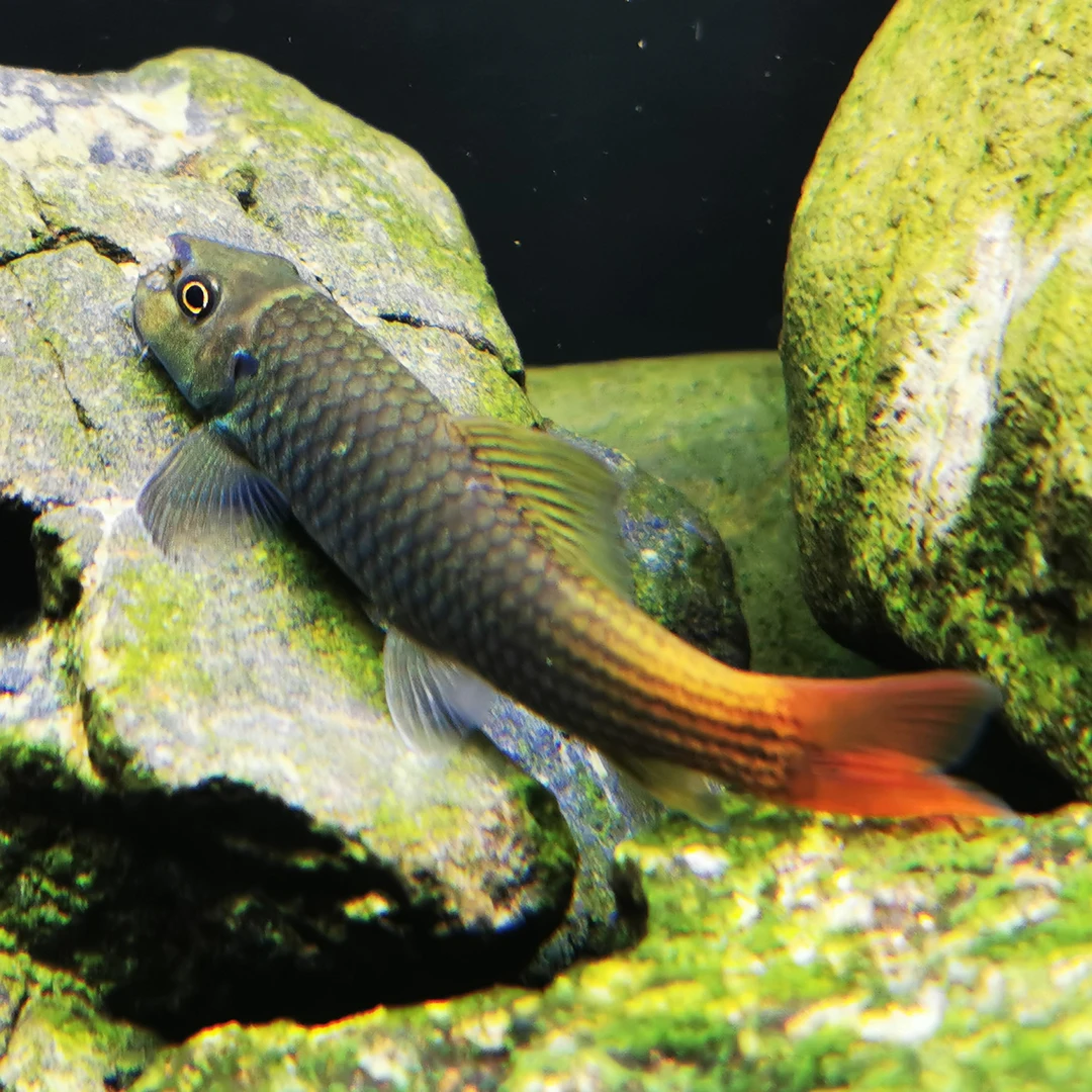 双色墨头红尾墨头潘氏墨头原生观赏溪流热带鱼