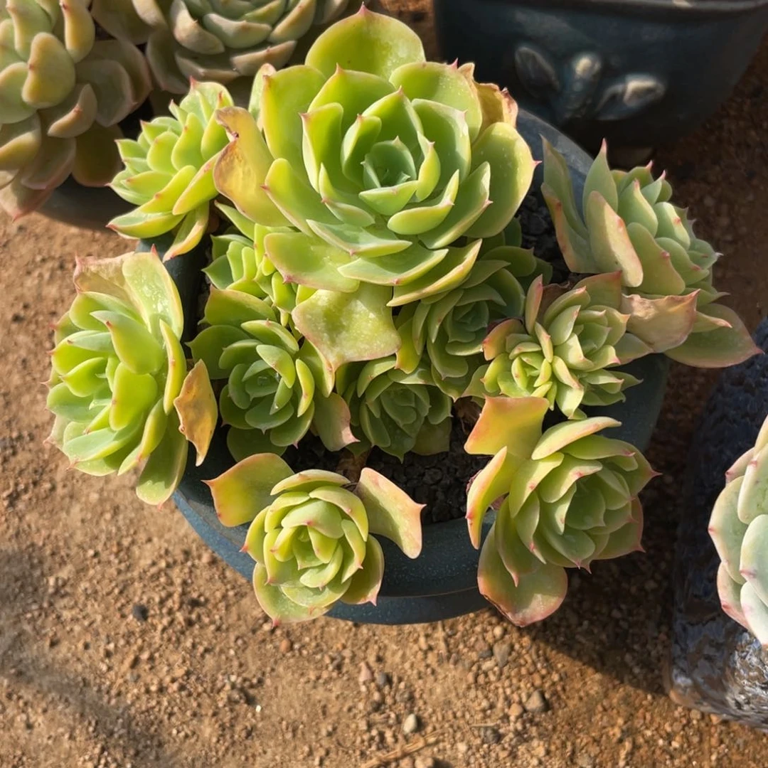 多肉植物多肉植物