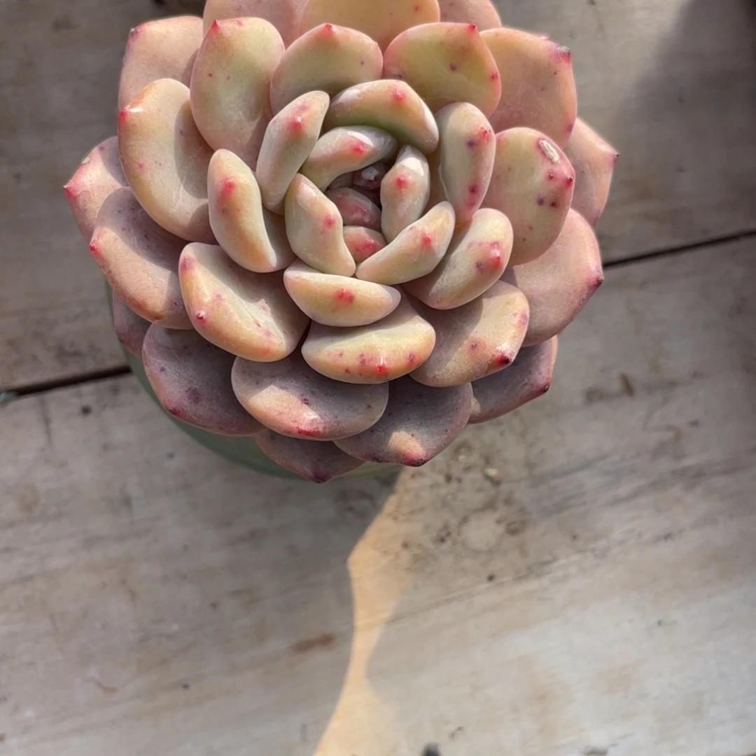 多肉植物多肉植物