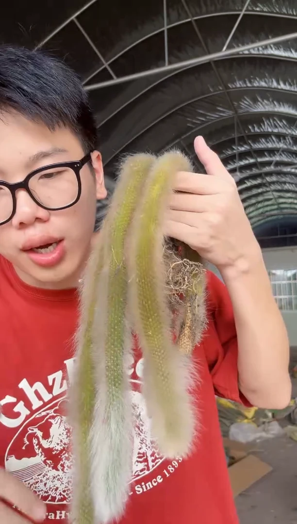 【闪购商品】3颗 17cm长毛九尾狐【有根】