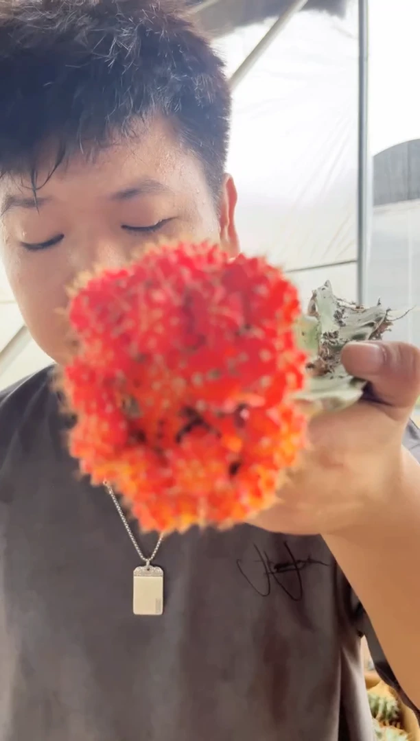 【闪购商品】3颗 大号 橙红彩带【嫁接】