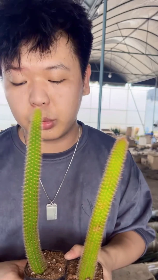 【闪购商品】2颗 彩舞柱