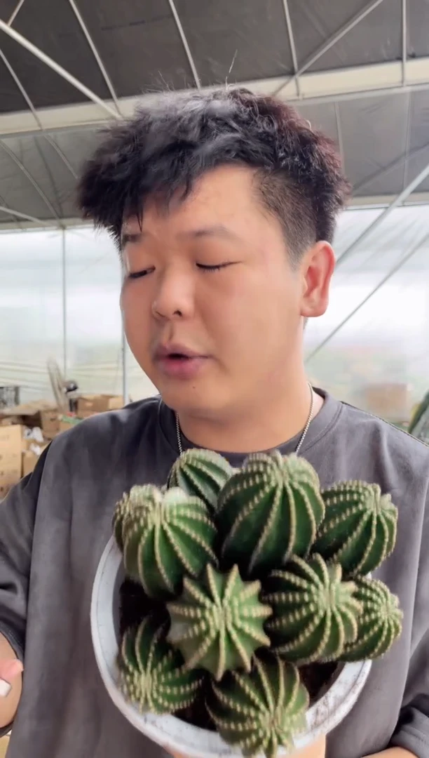 【闪购商品】【精品】多头 黑金刚 14-16cm