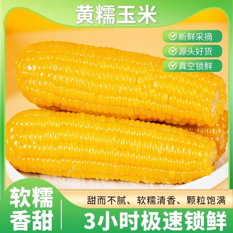 24年【整箱7斤左右】12支东北黄糯玉米软糯微甜黏苞米250-300克
