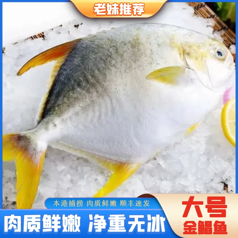 【老妹海鲜】大号新鲜深海金鲳鱼捕捞产地海鱼约500g/条4条2000g