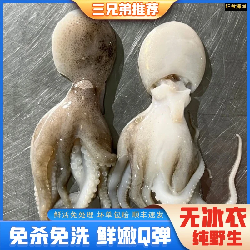 【三兄弟】短腿八爪鱼新鲜海鲜章鱼鲜冻去内脏免洗250g/包7包1750g