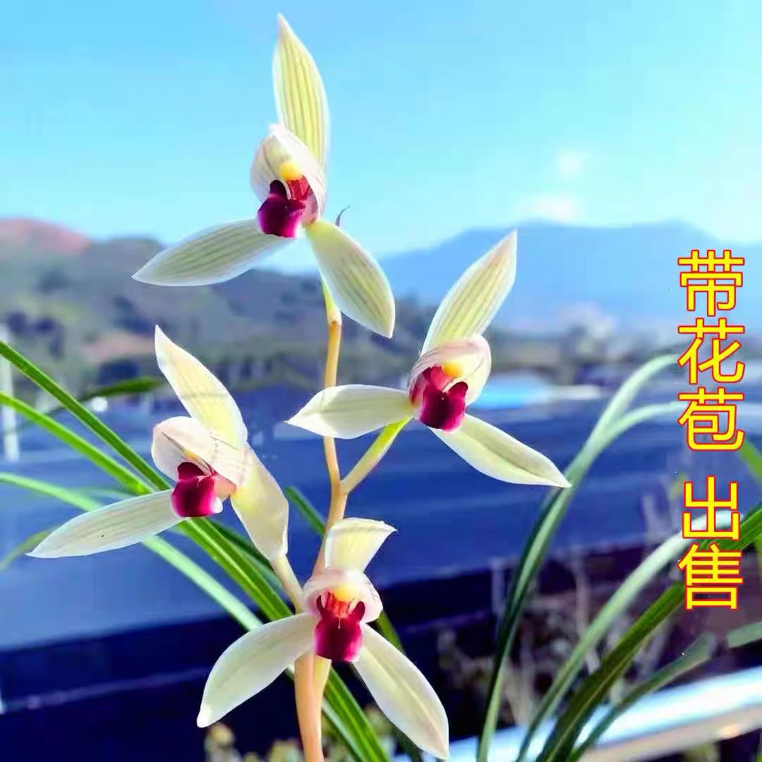 正品高档花兰花莲瓣兰荷瓣心心相印易养活易来芽盆栽 免邮