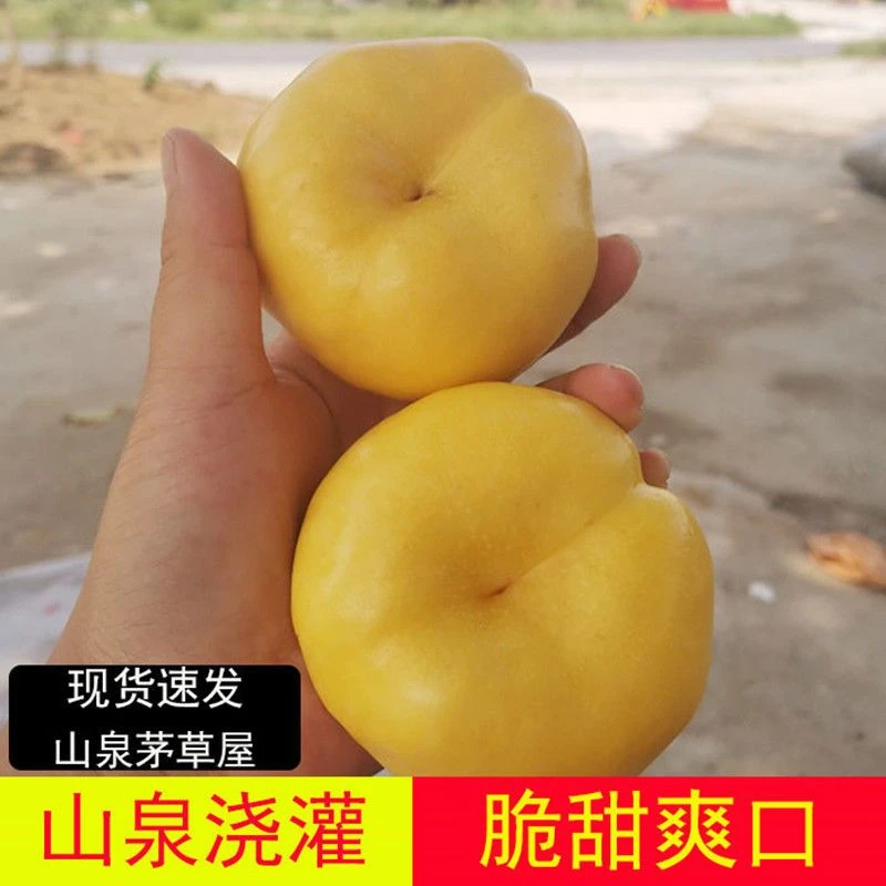 黄油扁桃蒙阴蜜桃当季现摘现发新鲜孕妇纯甜无毛黄蟠桃产地直销