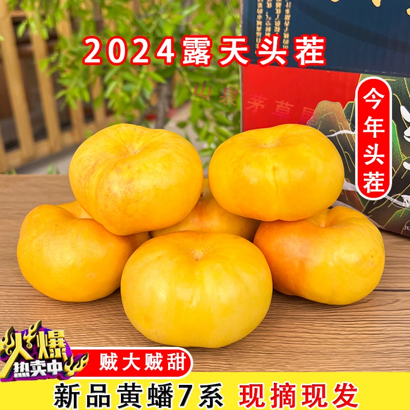 头茬露天蒙阴黄金油蟠桃新鲜水果当季黄心油桃脆桃扁桃蟠桃孕妇桃