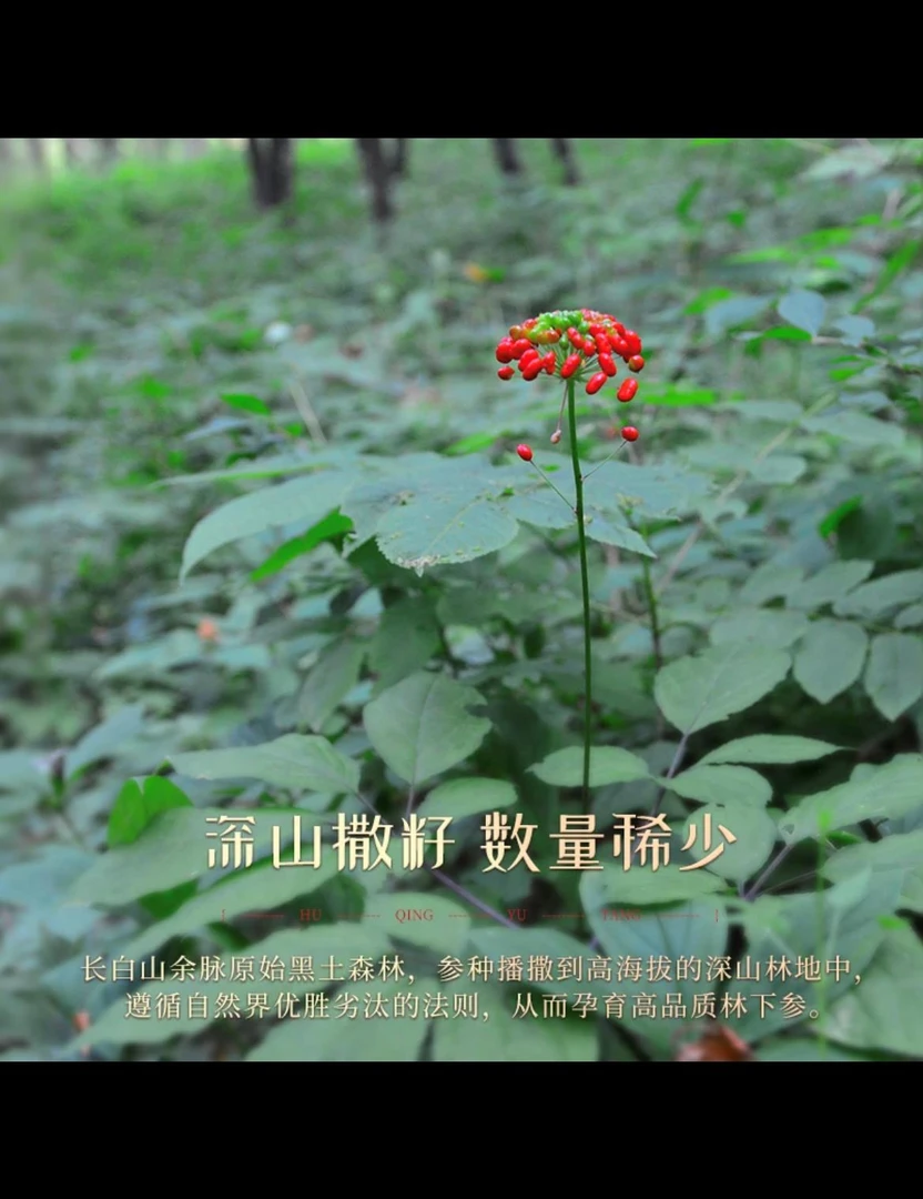 （改价链接）长白山人参 煲汤泡酒 送礼