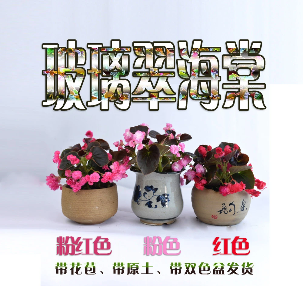 四季海棠花玻璃翠重瓣四季秋海棠开花发货施肥新手植株非常好看
