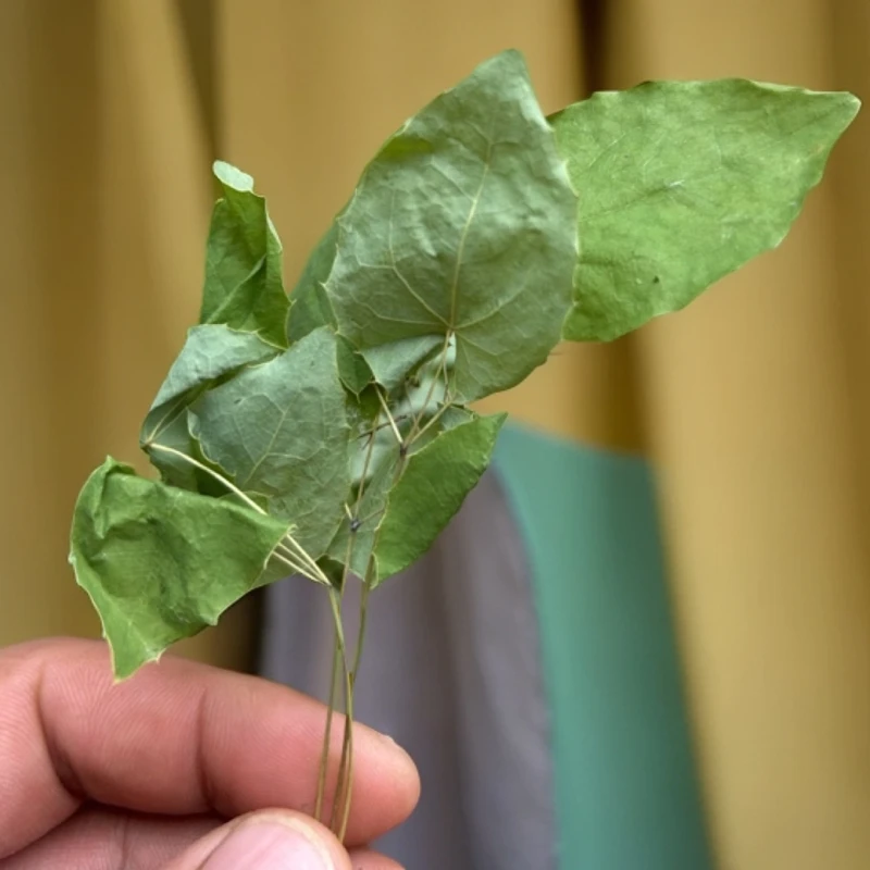 甘肃原产地野生小树叶