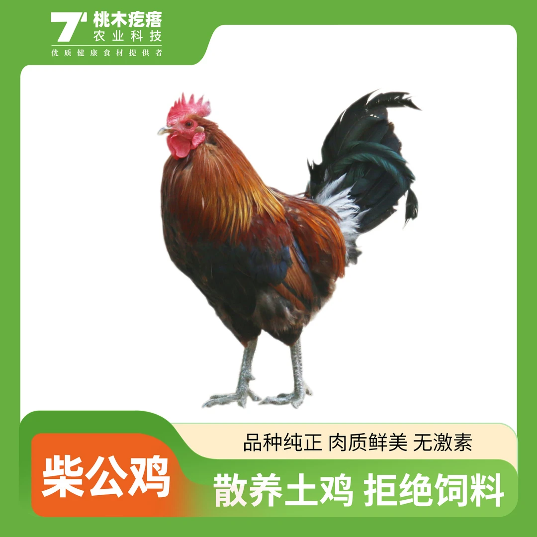 【桃木疙瘩】正宗山间散养柴公鸡  2只装 140日龄 冷冻 新鲜 生态