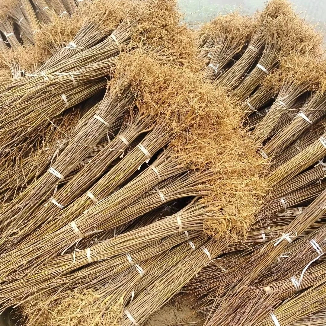 正品川黄柏树苗厚皮中药材批发正宗剥皮皮苗造林苗圃直发可食用