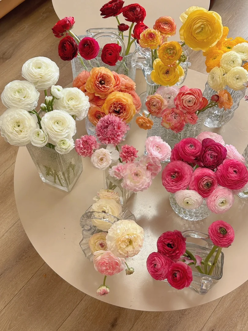 【洋牡丹】云南源头直发