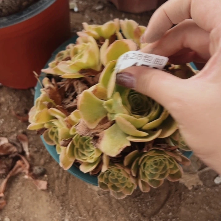 573多肉植物盆栽