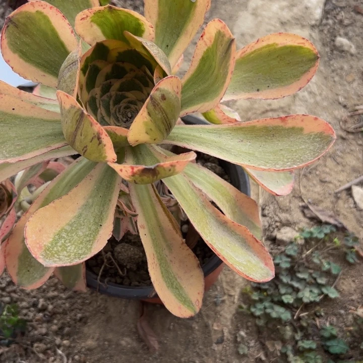 502多肉植物盆栽