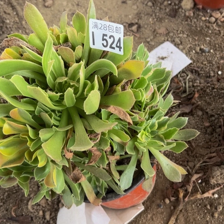 524多肉植物盆栽