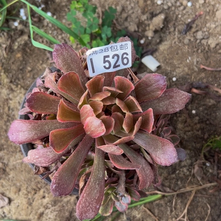526多肉植物盆栽