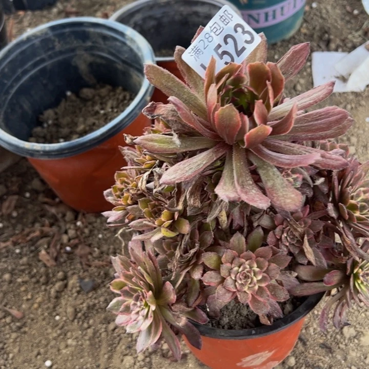 523多肉植物盆栽